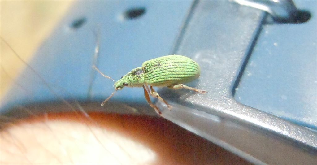 Polydrusus formosus